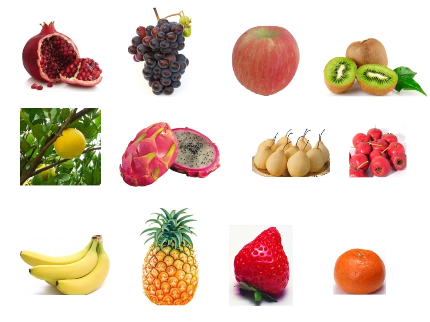 自然界中的繽紛盛宴 從多彩水果到無(wú)脊椎動(dòng)物的奇妙世界